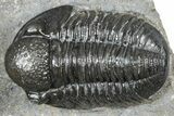 Two Detailed Gerastos Trilobite Fossils - Morocco #363955-1